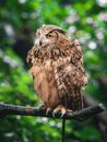 In fine feather Images