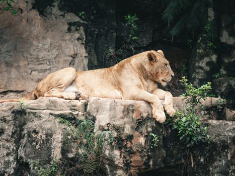 A lioness resting on a rocky outcrop surrounded by lush greenery in the wild.