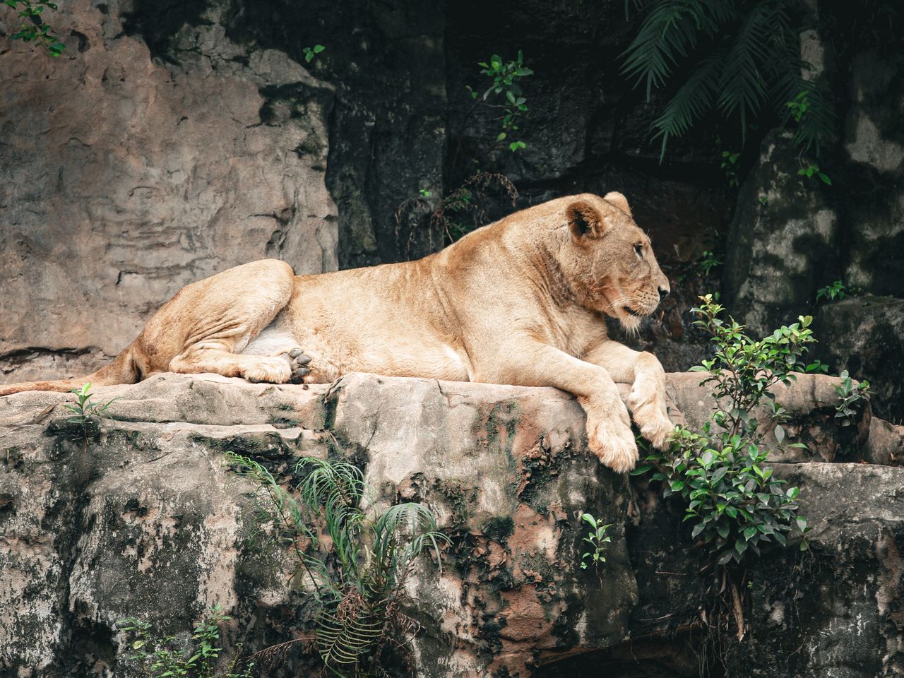 a lioness resting on a rocky outcrop surrounded by lush greenery in th