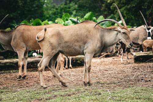 Gratuit Imagine de stoc gratuită din animal, brun, eland comun Fotografie de stoc