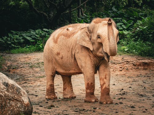 Immagine gratuita di animale, bambino, carino