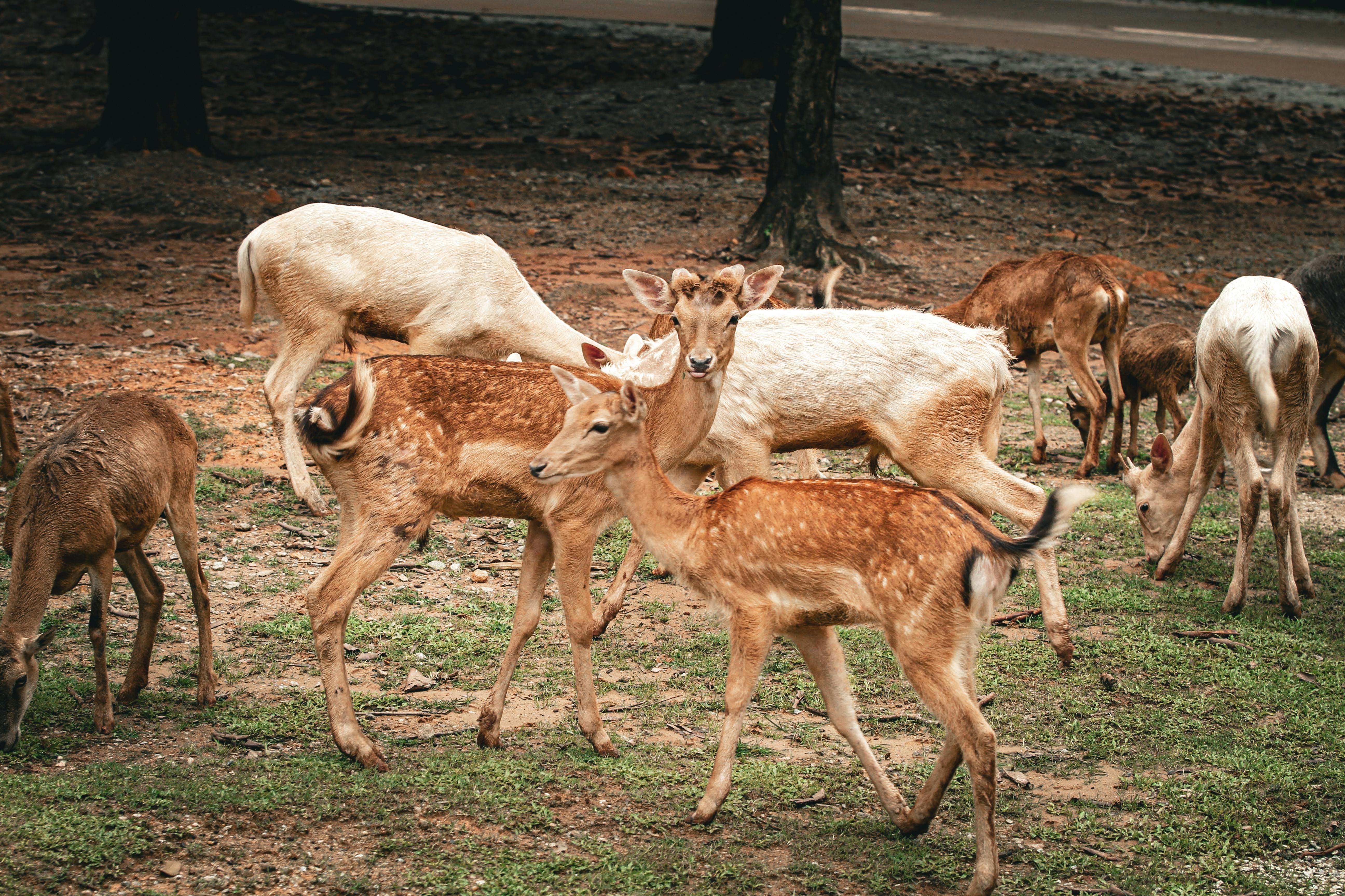 grátis Foto profissional grátis de adular, ambiental, animais Foto profissional