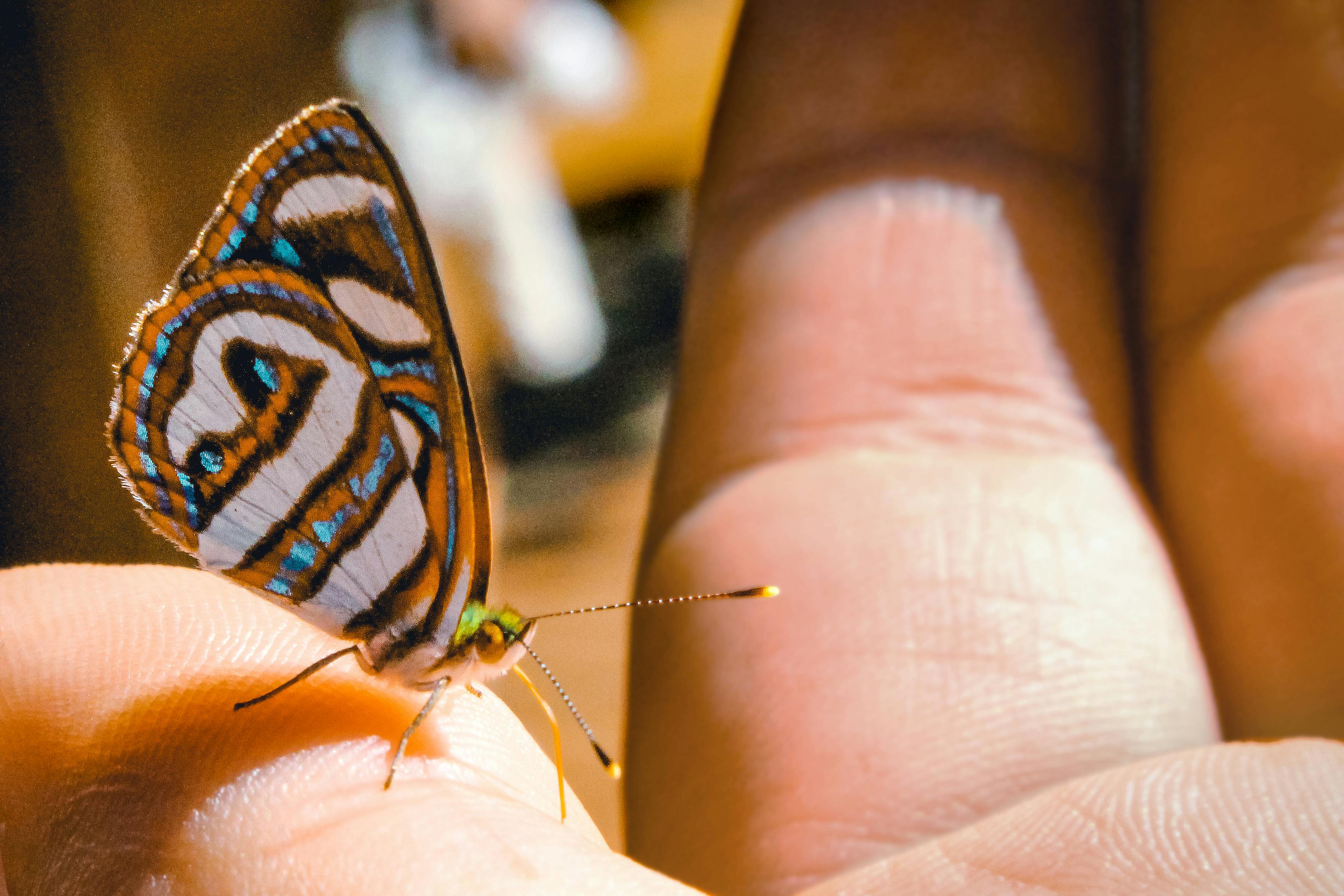 brown gray and black butterfly perching on human finger