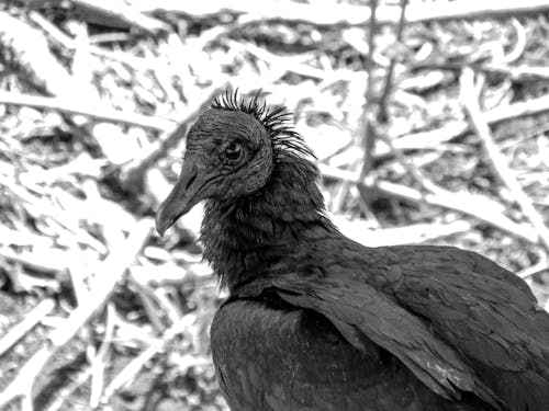 Grayscale Photography of Vulture