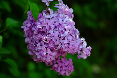 Common Lilac Flowers in Close-up Photography