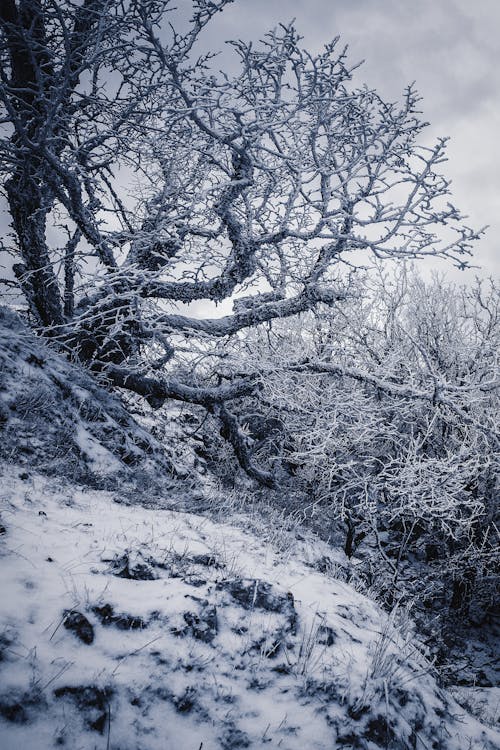 Foto profissional grátis de árvore, árvore nua, com frio