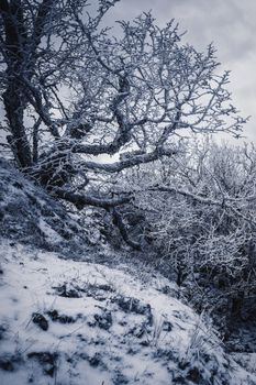 Stunning winter scene of snow-covered bare trees creating a serene natural landscape.