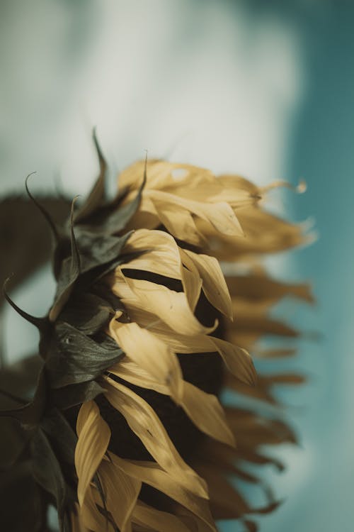 Close-Up Photograph of a Dry Sunflower