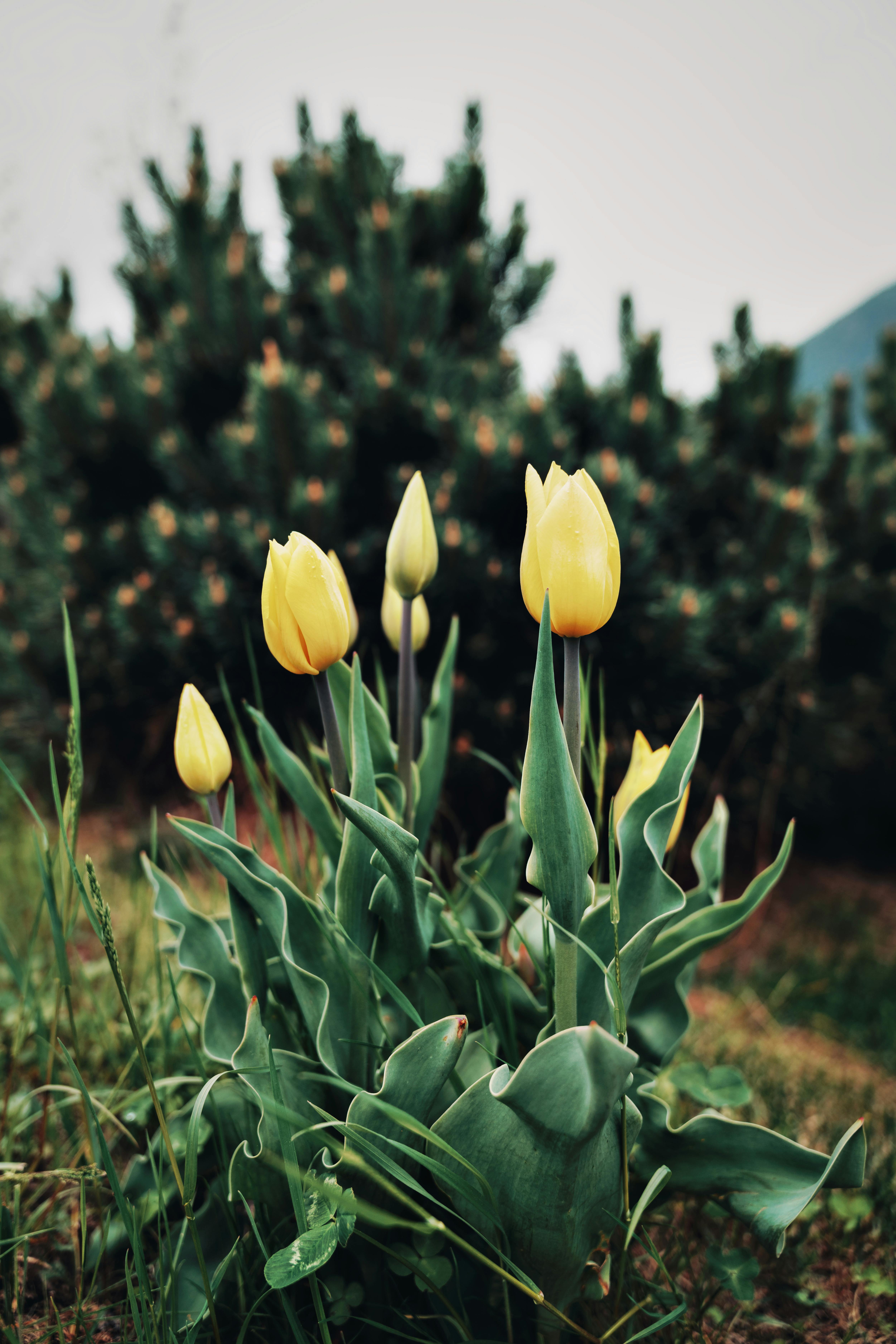 Close up of Yellow Flowers · Free Stock Photo