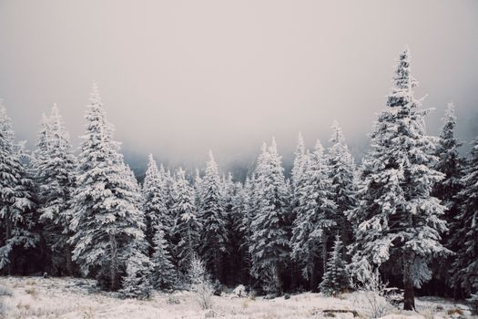 A tranquil winter landscape of snow-covered trees in a dense forest.