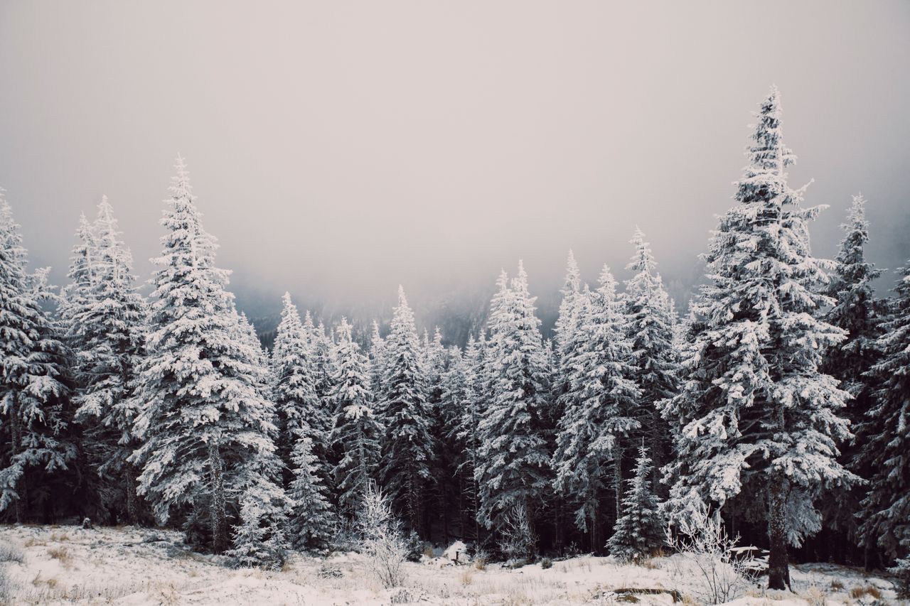 a tranquil winter landscape of snow covered trees in a dense forest