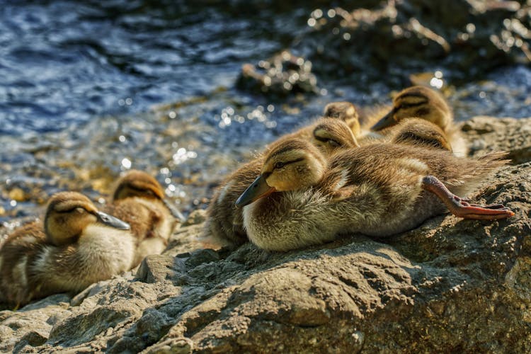 Ducks Sitting On Rock Near Water