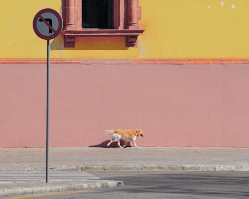 Dog on a Sidewalk by a Pink Building 