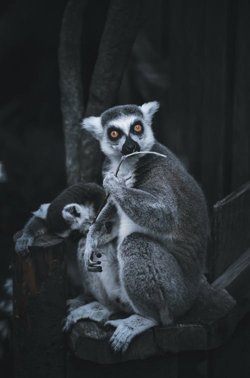 動物園, 坐, 垂直拍攝 的 免費圖庫相片