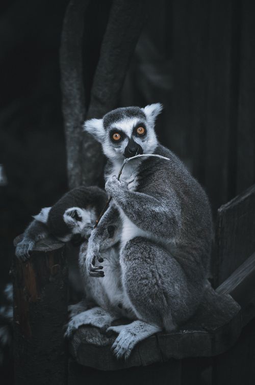 Free Two ring-tailed lemurs sitting together in a zoo environment, captured in a natural pose. Stock Photo