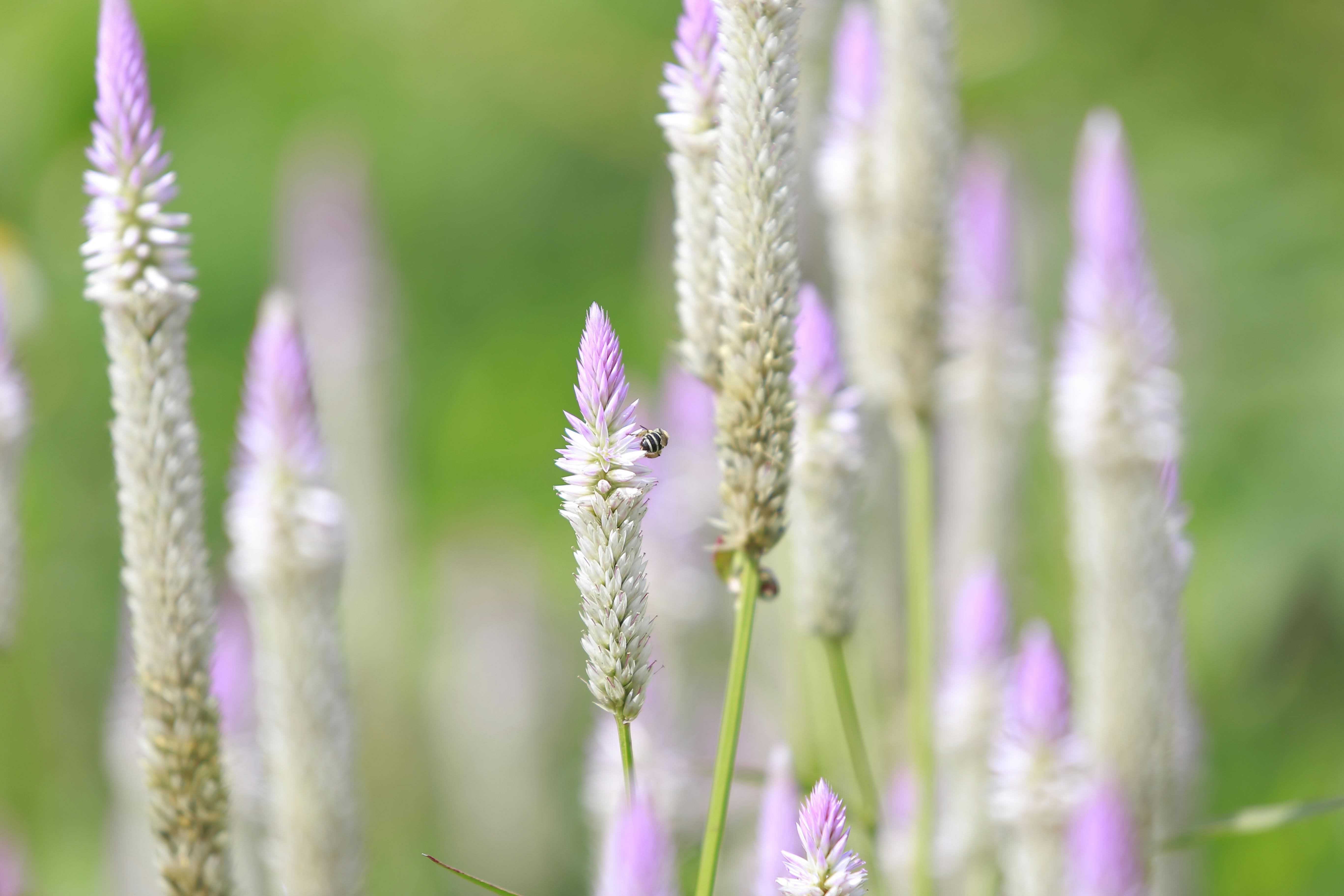 اكتشف أصول العسل الأبيض الطبيعي وفوائده الصحية - كيفية استخدام العسل الأبيض الطبيعي في الحياة اليومية