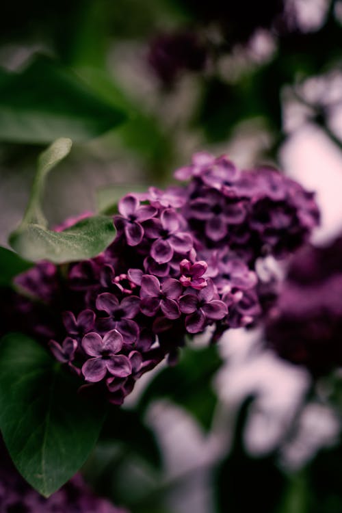 Purple Cluster of Flowers