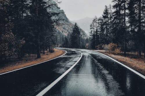 Fotobanka s bezplatnými fotkami na tému mokrou cestou, prázdna cesta, stromy