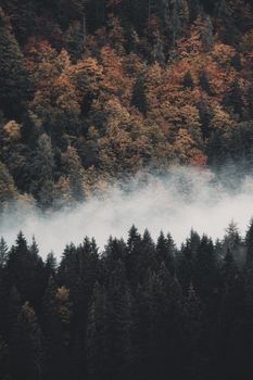 Peaceful misty forest with vibrant autumn colors and soft daylight, showcasing nature's beauty.
