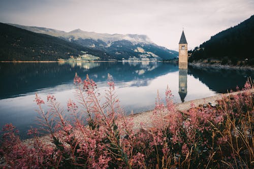 Ücretsiz dağlar, göl, kır çiçekleri içeren Ücretsiz stok fotoğraf Stok Fotoğraflar