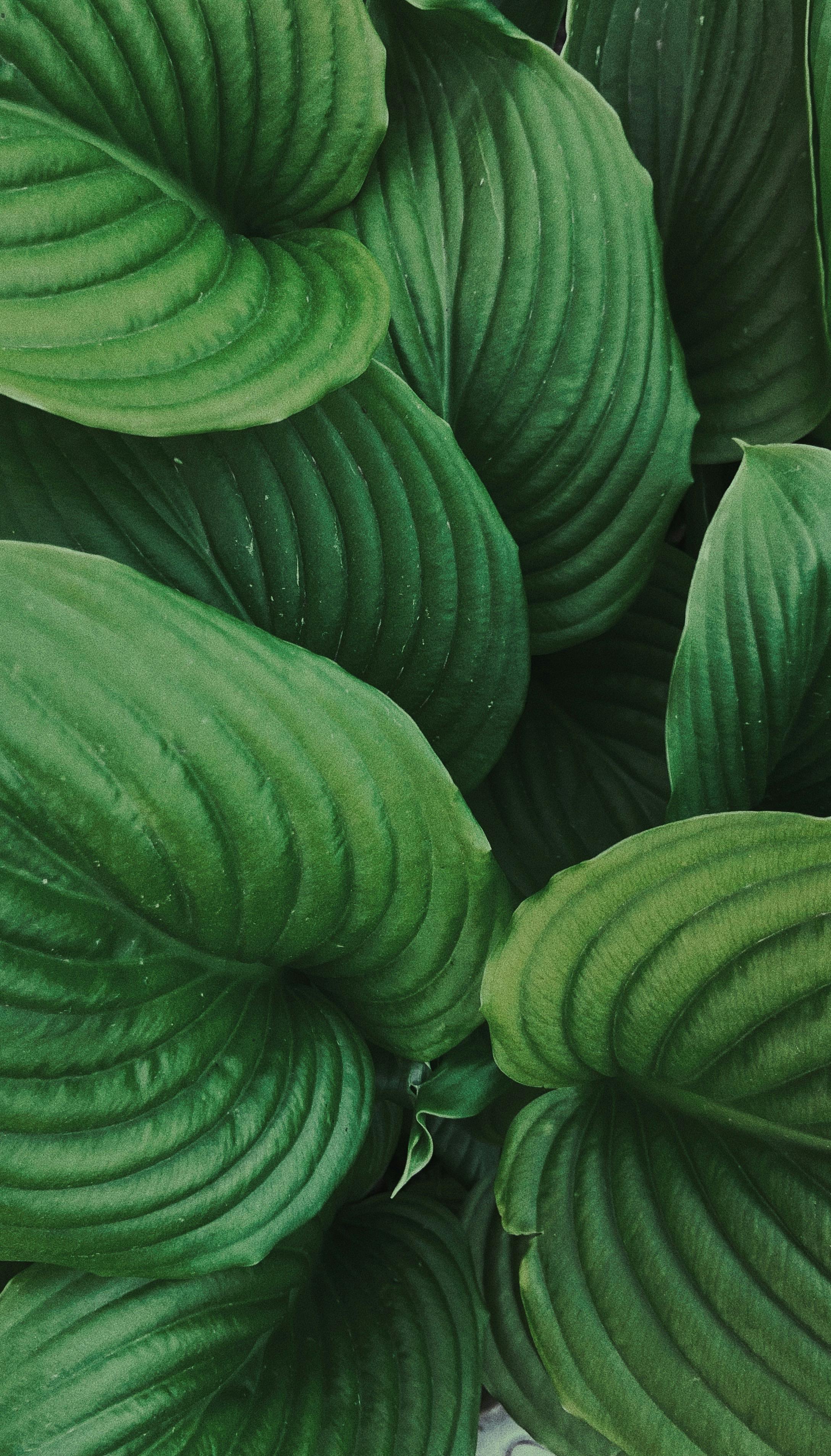 Green Leafed Plants · Free Stock Photo