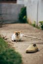 White and Brown Cat on Gray Concrete Floor