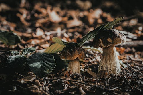 Close-Up Shot of  Mushrooms 