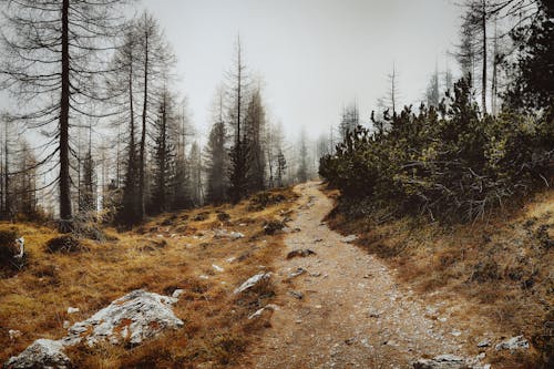 Fotobanka s bezplatnými fotkami na tému borovice, krajina, les