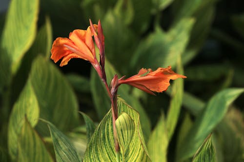 Ilmainen kuvapankkikuva tunnisteilla botaniikka, eksoottinen, kasvi