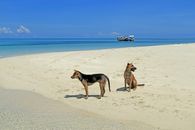 Two dogs enjoying a sunny day on a tranquil sandy beach with clear blue skies and distant boats on the horizon.
