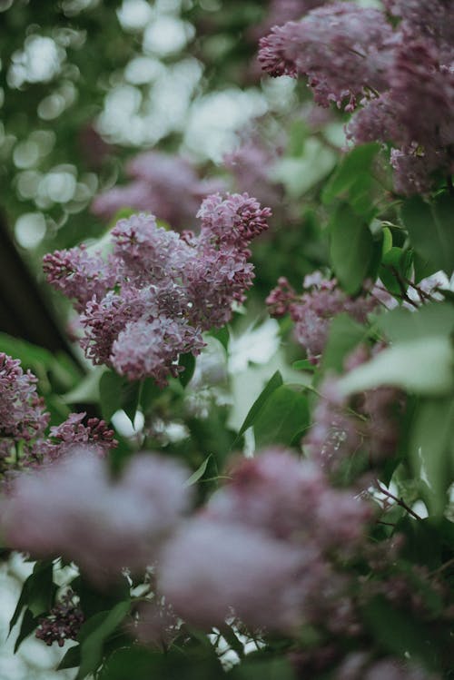 Gratis lagerfoto af blomster, blomsterfotografering, blomstrende