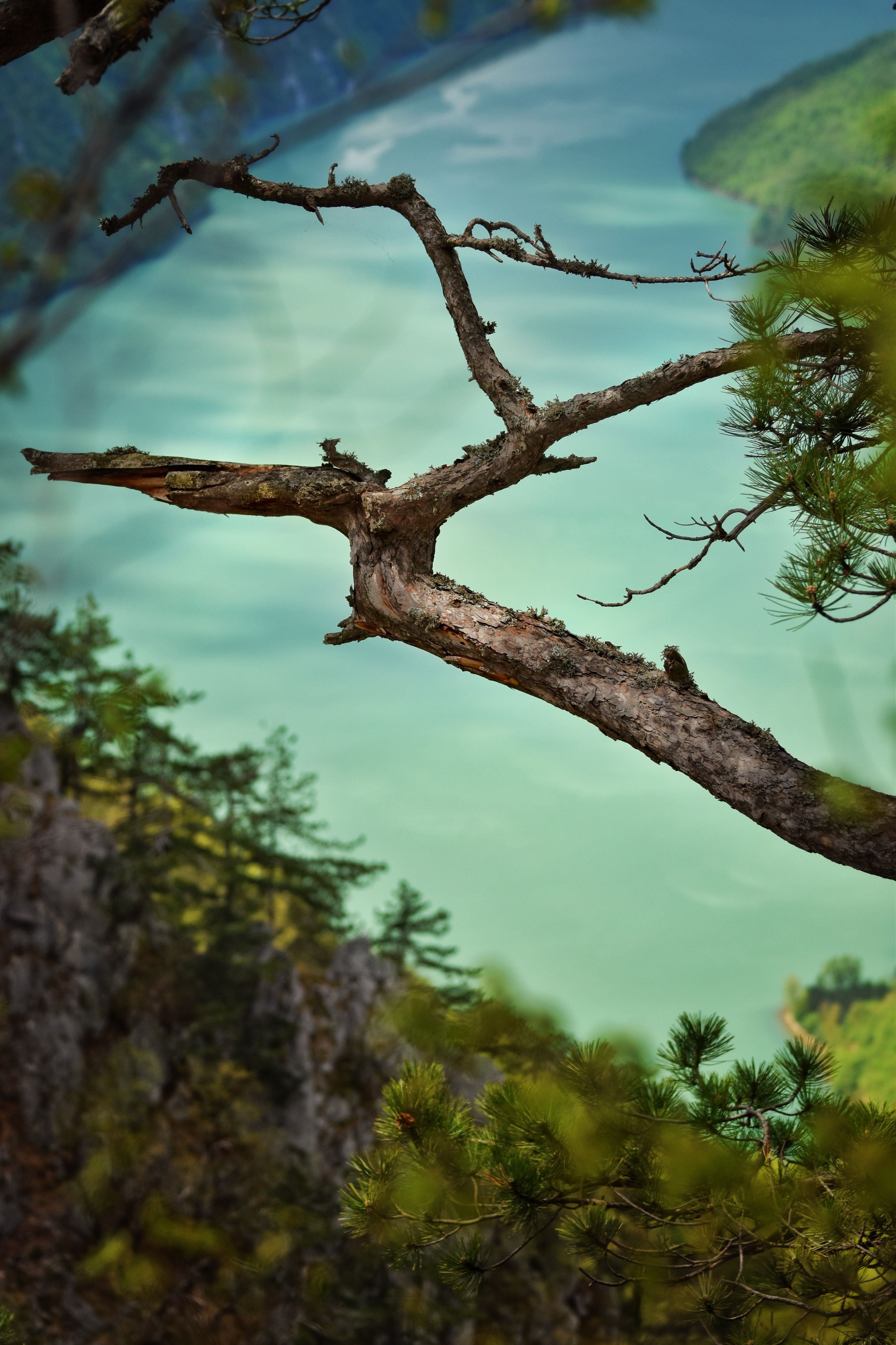 Brown Tree Branch in Close Up Shot · Free Stock Photo