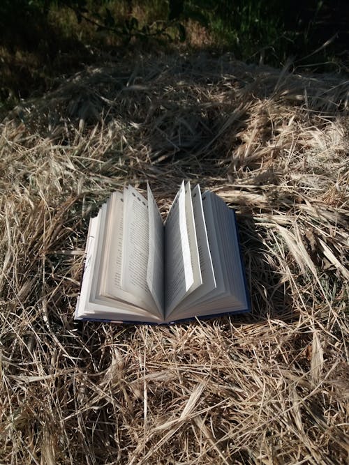 Gratis stockfoto met boek, detailopname, gedroogd gras