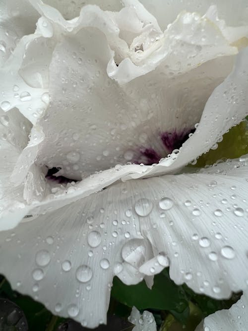 白い花, 雨, 雨滴の無料の写真素材