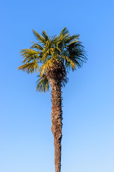 A tall palm tree seen from below against blue sky, photo by Diana on Pexels