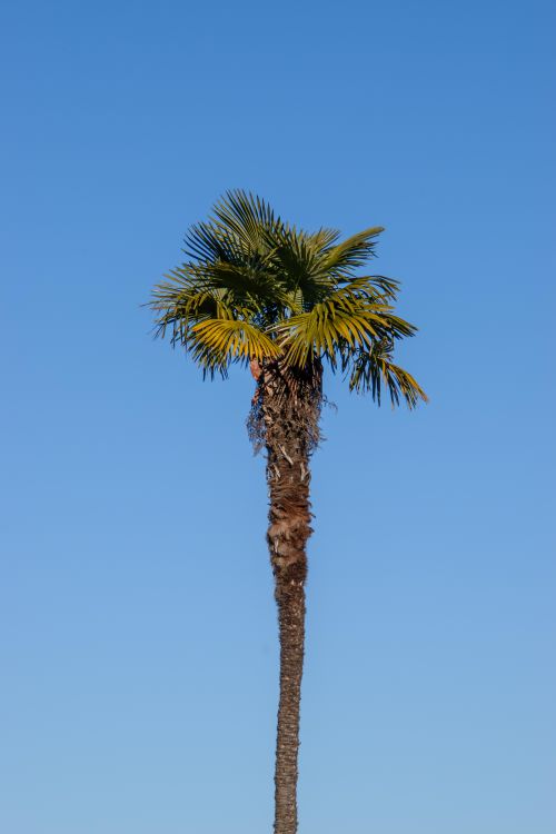 Free A tall palm tree standing against a vibrant, cloudless blue sky, emphasizing nature's beauty. Stock Photo