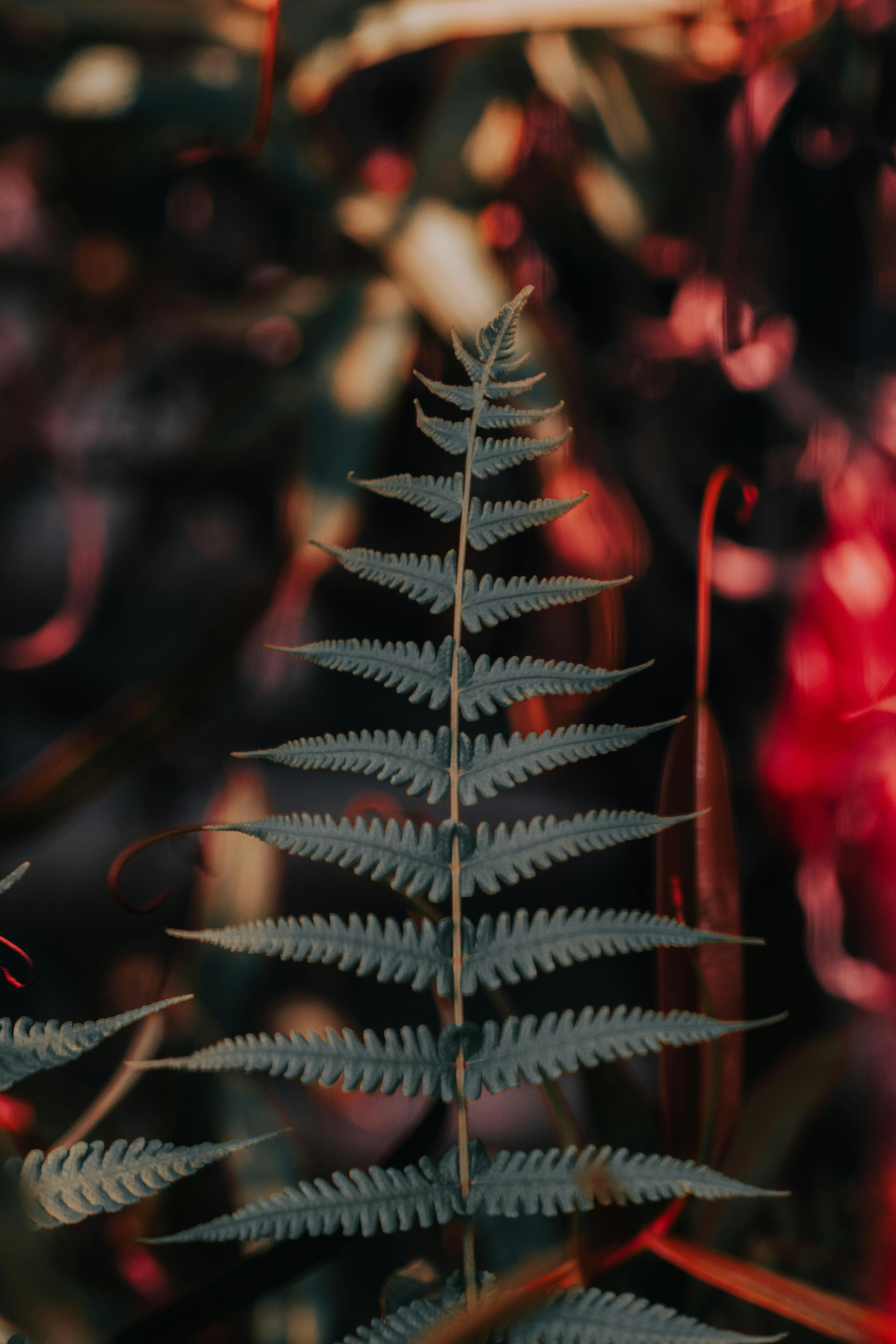 Green Fern Leaves · Free Stock Photo