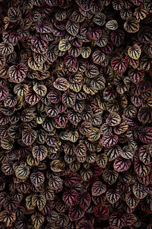 Free Close-up of a lush, textured pattern of vibrant leaves, ideal for nature backgrounds. Stock Photo
