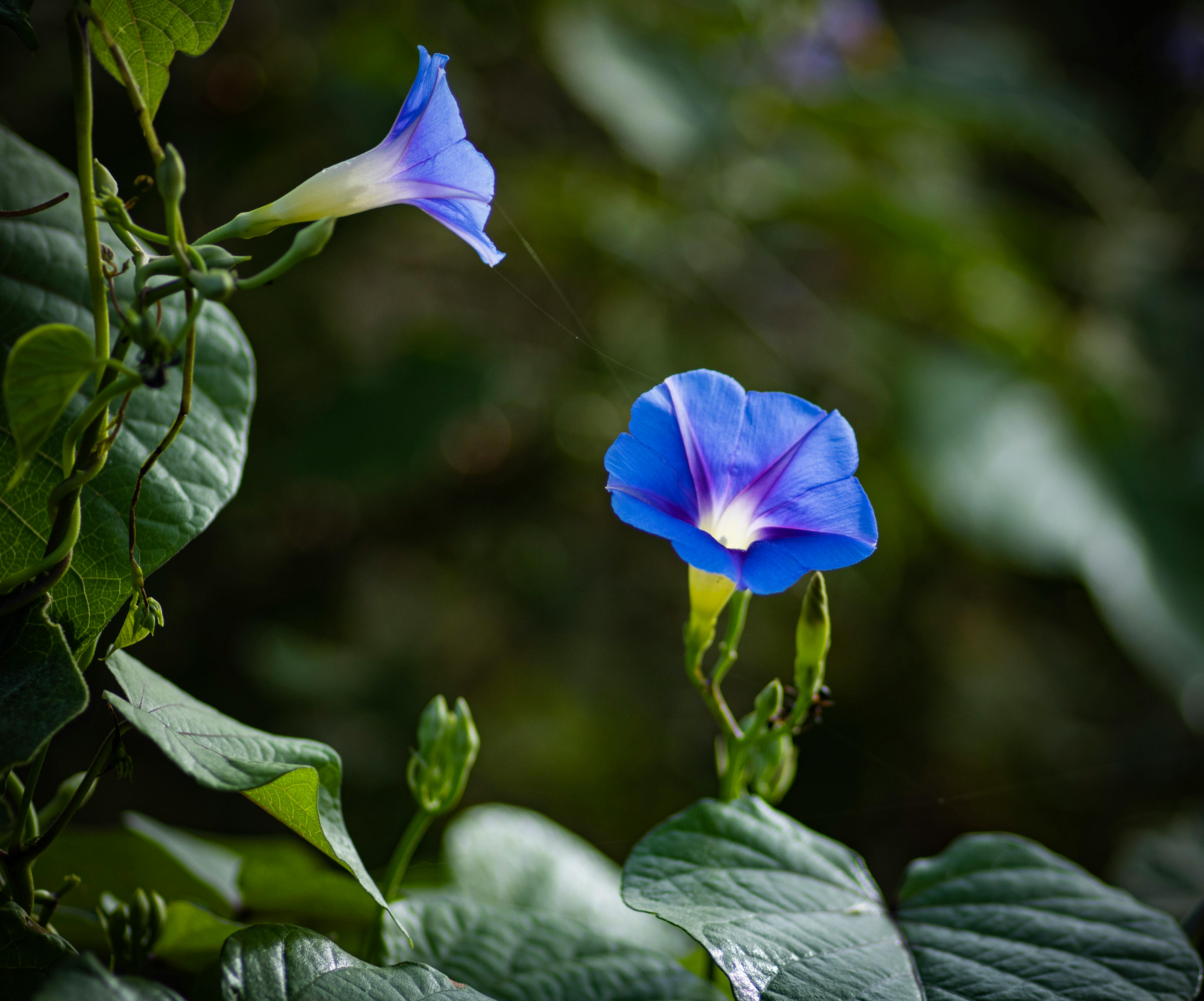 Blue Flowers in Close Up Shot · Free Stock Photo