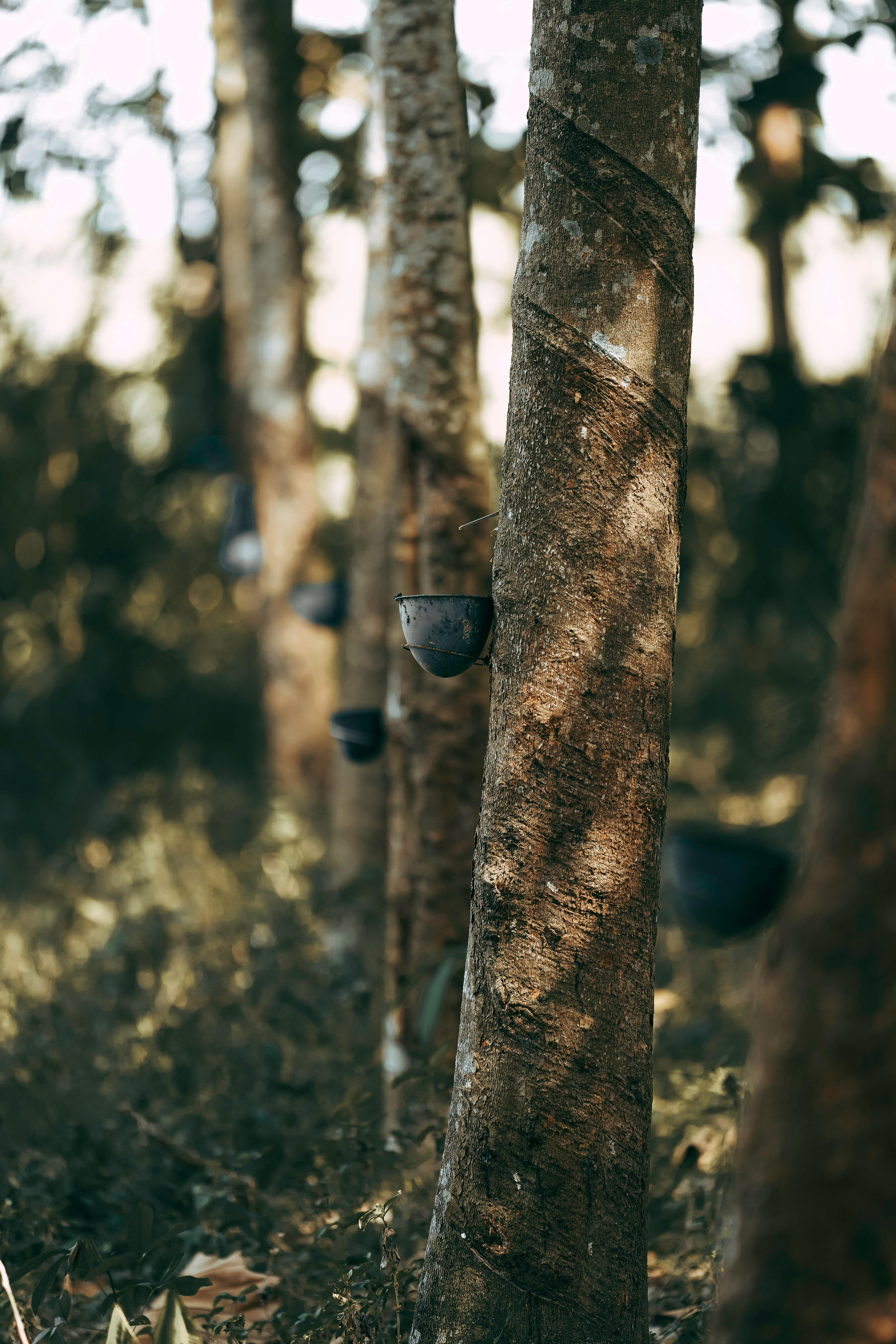 Collecting Resin from Trees · Free Stock Photo