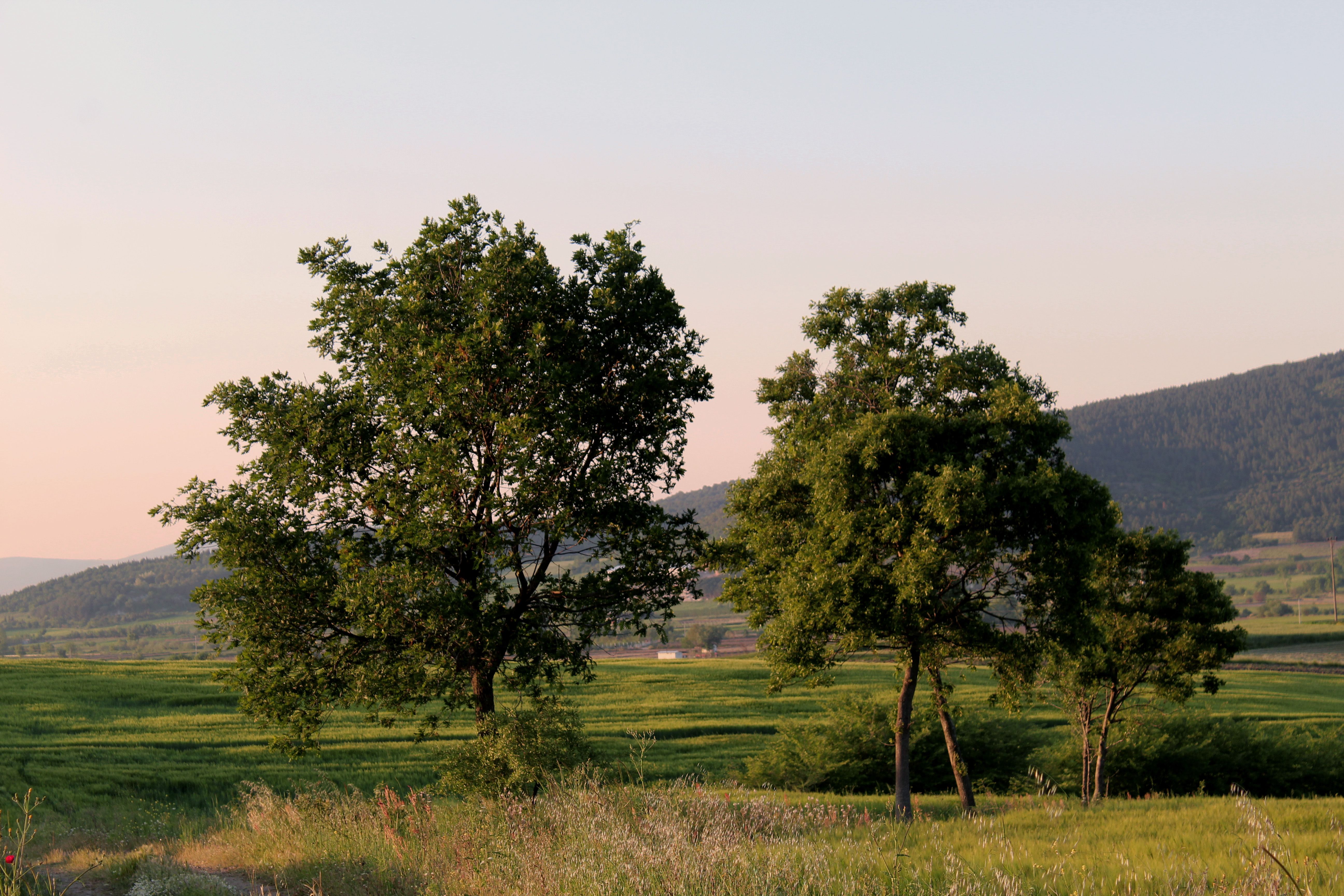 Peaceful countryside landscape with lush green trees and rolling hills at dusk, showcasing natural beauty.