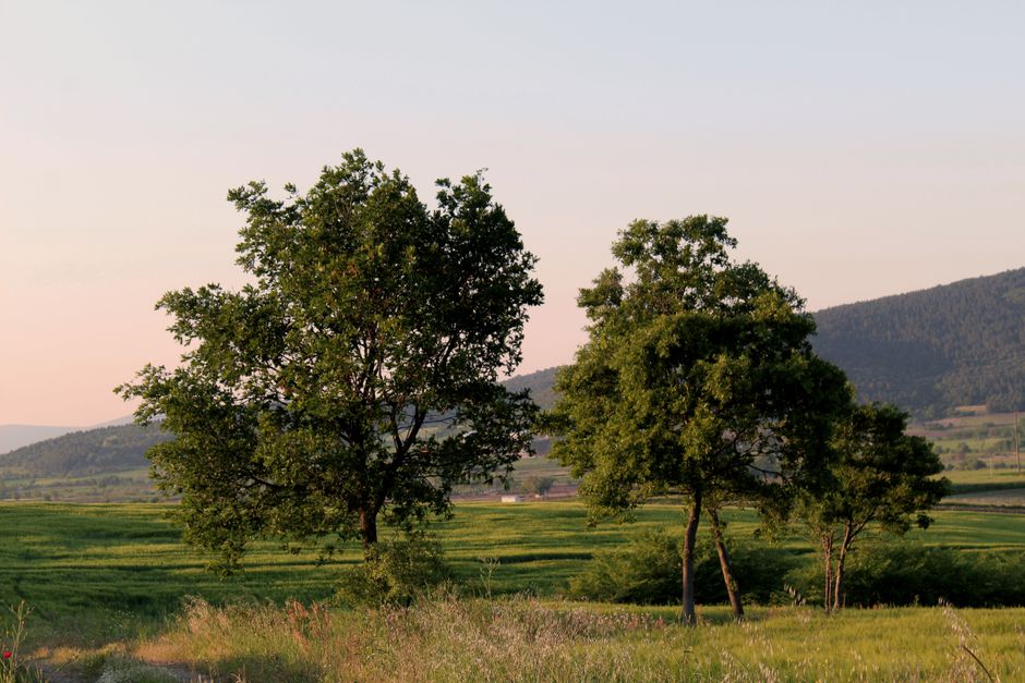 Peaceful countryside landscape with lush green trees and rolling hills at dusk, showcasing natural beauty.
