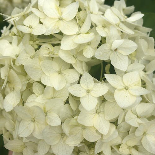 Photos gratuites de fermer, fleurir, fleurs blanches