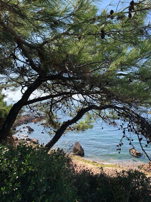 Free Quiet coastal view framed by lush pine trees and gentle waves. Stock Photo