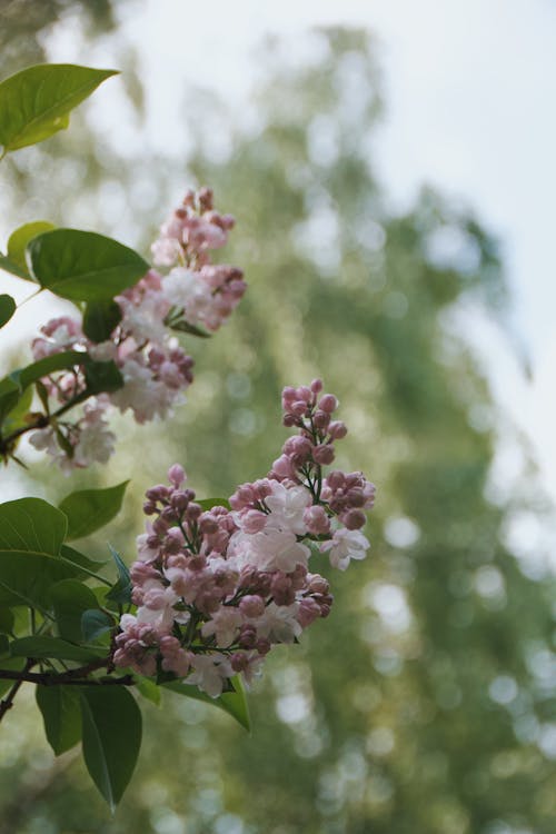 Blossoming Lilac in Springtime