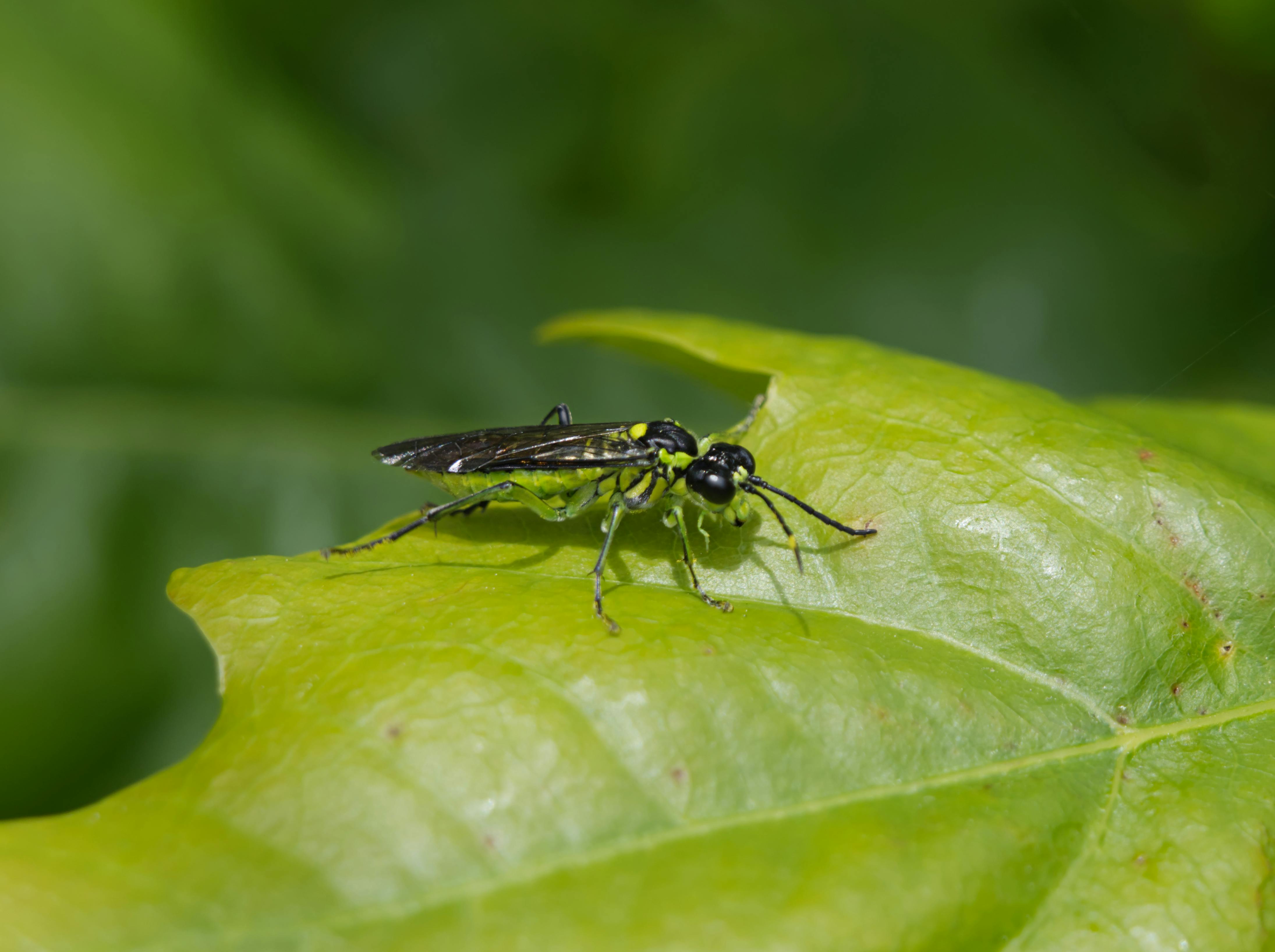Sawflies Photos Download Free Sawflies Stock Photos HD Images