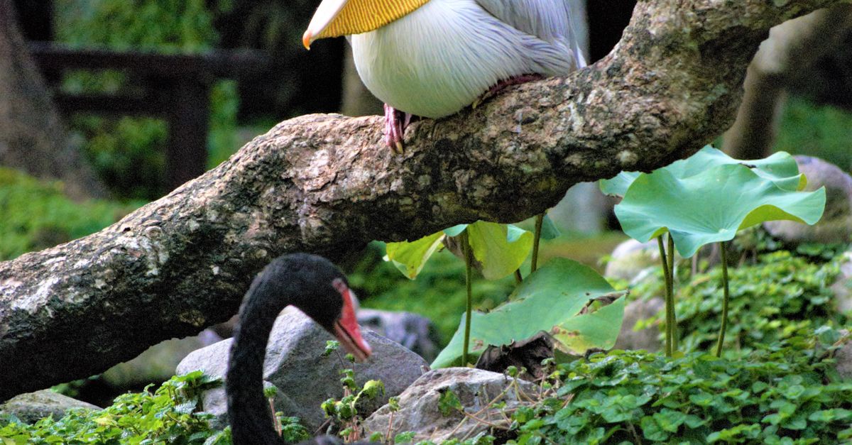 Diverse Birds in Wild Nature · Free Stock Photo