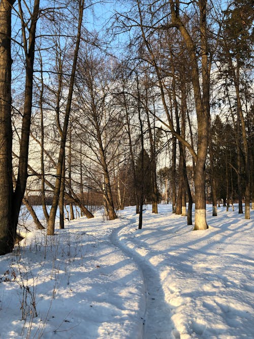 Leafless Trees on Snow Covered Ground