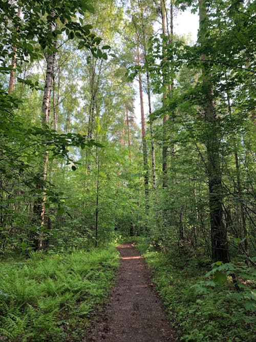 Imagine de stoc gratuită din cale în pădure, codru, vedere spre pădure