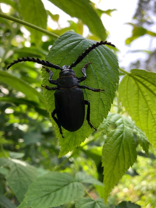 Imagine de stoc gratuită din alb, arc, automobil beetle